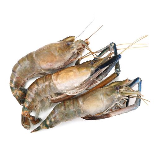 Frozen Giant River Prawn