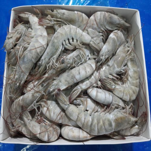 Frozen Black Tiger Shrimp