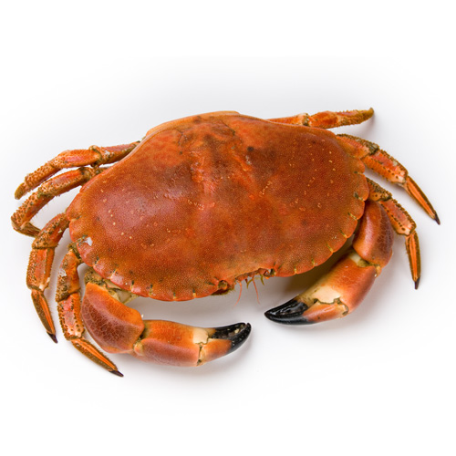 Crab Exporter Netherlands