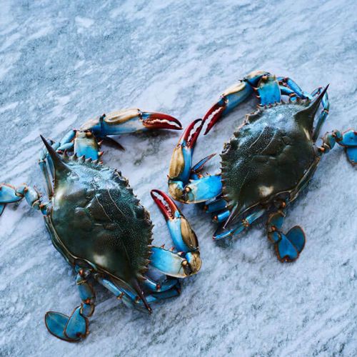 Blue Swimming Crab WR