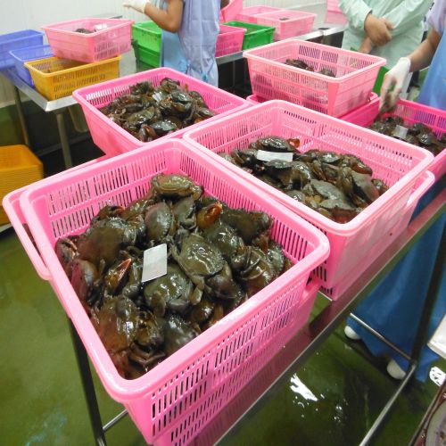 Frozen Soft Shell Crab Whole Round
